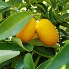 Taber Büyük Boy Kamkat Fidanı +120 Cm, Torbada