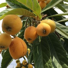 Taber 4-5 Yaş Yenidünya Malta Eriği Fidanı, Torbada, +150 cm