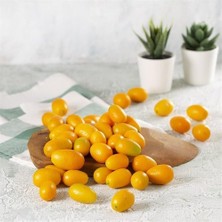 Taber 3 Yaş Tüplü Nagami Kamkat (Süs Portakalı) Fidanı (Aşılı)