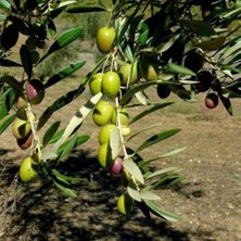 Taber Tüplü Yabancı Menşei Fas - Picholine Marocaine Zeytini Fidanı