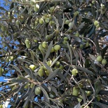 Taber Sınırlı Stok Tüplü Sırbistan - Picholine Zeytini Fidanı