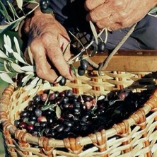 Taber Tüplü Iran Menşei Geleneksel Shangi Zeytini Fidanı