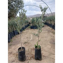 Taber 2 Adet Gemlik Trilye  Zeytin Fidanı