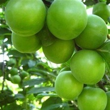 Taber 4 Yaş Aşılı Can Erik Fidanı, Torbada