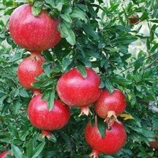 Taber Tüplü Erkenci Özel Göksu Nar Fidanı