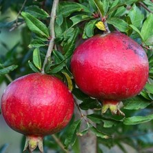 Taber Tüplü Tatlı Çekirdeksiz Nar Fidanı, Meyve Verir Durumda