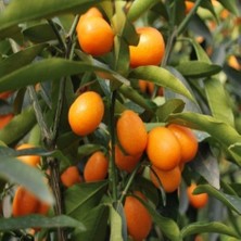 Taber Saksıda Tüplü Bodur Kamkat Fidanı