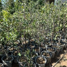 Taber Meyve Verir Durumda Büyük Boy Papaz Erik Fidanı