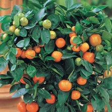 Taber 6 Yaş Aşılı Calamondin Süs Mandalinası Fidanı, Saksıda
