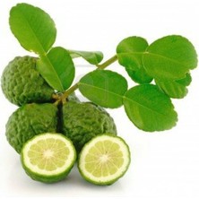 Taber 4 Yaş Aşılı Kaffir Lime Fidanı, Torbada