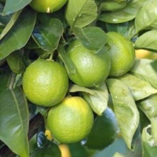 Taber 6 Yaş Aşılı Tahiti Lime Yeşil Limon Fidanı, Saksıda