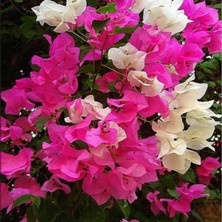 Taber Bodur Begonvil (Gelin Duvağı) Fidanı, Torbada