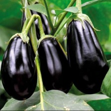 Taber Hibrit 5'li Paket Topan Patlıcan Fidesi