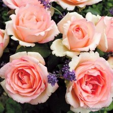 Taber Tüplü Aşılı Souvenir De Baden Krem Pembesi Yediveren Gül Fidanı