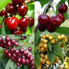 Taber 4 Çeşit Kiraz Fidanı Paketi