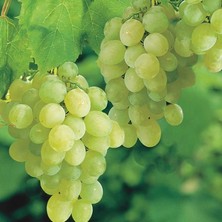 Taber Victoria Romanya Tüplü Üzüm (Asma-Bağ) Fidanı