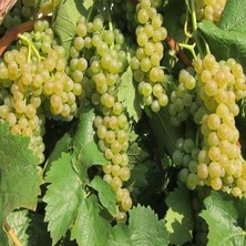 Taber Müşküle Yoğun Aromalı Tüplü Üzüm Fidanı