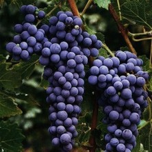 Taber Çekirdeksiz Tüplü Autumn Royal Siyah Üzüm Fidanı