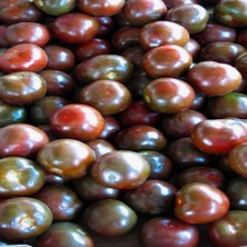 Taber Aromalı Black Prince Domates Tohumu (15 Tohum)