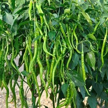 Taber Çorbacı Biber Tohumu (2 Gram)