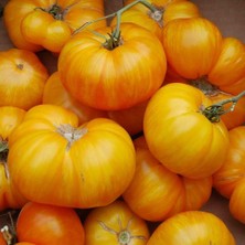 Taber Big Yellow Domates (Tomatoes) Tohumu (15 Tohum)