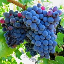 Taber Grenache Cinsi Üzüm Fidanı