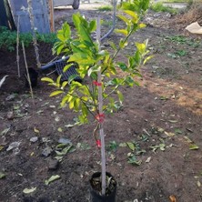 Taber 3 Yaş Aşılı Mihowase Mandalin Fidanı, Torbada