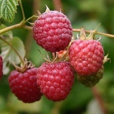 Taber Royalty Kırmızı Yuvarlak Ahududu Fidanı, Torbada