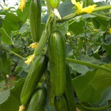 Taber Köy Salatalığı Tohumu 5 gr Paket