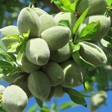 Taber 3 Yaş Aşılı Ferraduel Badem Fidanı, Tüplü