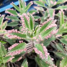 Taber Pembe Aşkıngözyaşı Çiçeği, Yetişkin Boy