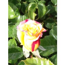 Taber Tüplü Kokulu Yediveren Double Colour Sarı Kırmızı Sarmaşık Gül Fidanı