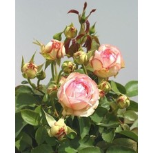 Taber Tüplü Aşılı Yediveren Lovely Antike Freelander Gül Fidanı