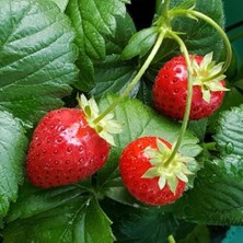Taber Tüplü 5 Adet Organik Yediveren Çilek Fidesi