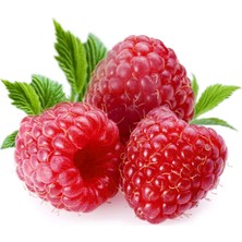 Taber 2 Yaş Ahududu Fidanı, Torbada