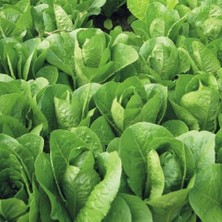 Taber Paris Island Marul Tohumu (1 Gram)