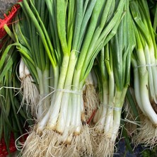 Taber Taze Yeşil Soğan Tohumu (1 Gram)