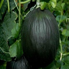 Taber Karabey Siyah Kışlık Kavun Tohumu (10 Gram)