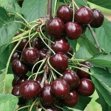 Taber 3 Yaş Aşılı Kiraz Fidanı Napolyon, Torbada