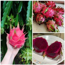 Taber Royal Red (Özel Tür) Ejder Meyvesi Pitaya Fidanı