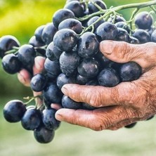 Taber Nadir Bulunan Tüplü Denizli Çal Karası Şaraplık Üzüm Fidanı