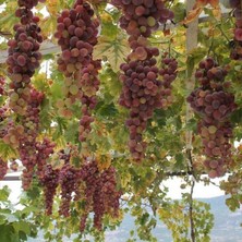 Taber Tüplü Nadir Bulunan Yöresel Margaz Üzümü Fidanı