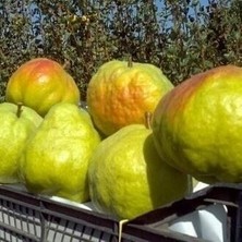 Taber 3 Yaş Aşılı Mustafa Bey Armut Fidanı, Torbada