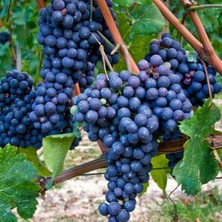 Taber Tüplü Merlot Black Üzüm (Asma-Bağ) Fidanı
