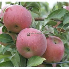 Taber 3 Yaş Aşılı Fuji Zheen Aztec Elma Fidanı, Torbada