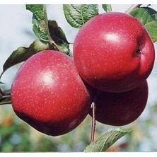 Taber 3 Yaş, Aşılı Elma Fidanı Fuji Zhen Aztec, Torbada