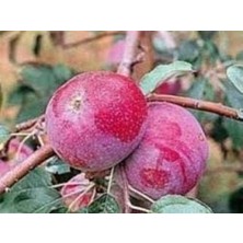 Taber 3 Yaş, Aşılı Elma Fidanı Red Star, Torbada