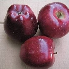 Taber 3 Yaş, Aşılı Elma Fidanı Scarlet Spur, Torbada