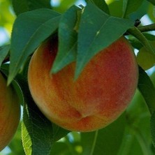 Taber 4 Yaş Aşılı Şeftali Fidanı Robert, Saksıda