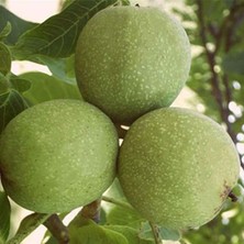 Taber Aşılı Şebin Cevizi Fidanı, Torbada